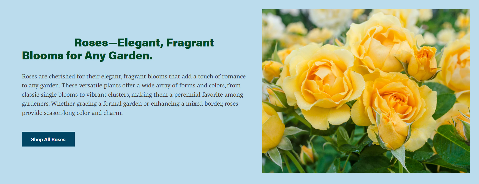 Fruit Tree Shop -Fruit Tree Shop rty7ry